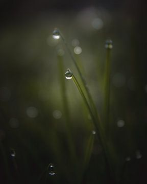 Blade of grass droplet van Sandra Hazes