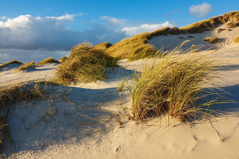 Landscape in the dunes of the North Sea island Amrum van Rico Ködder