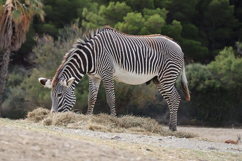 Animals and Nature by Lennart Mans