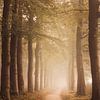 Forêt brumeuse à Ommen sur Wendy Van Oenen