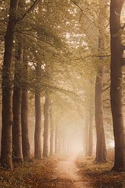 Nebliger Wald in Ommen von Wendy Van Oenen