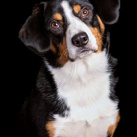 Miko, onze 3-jarige Entlebucher Sennenhond by Sven Olaerts