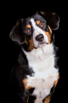 Miko, onze 3-jarige Entlebucher Sennenhond