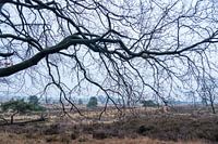 Branch in the foreground for a heath landscape on the Veluwe.