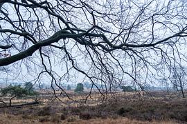 Verzweigung im Vordergrund für eine Heide-Landschaft auf der Veluwe. von Idema Media