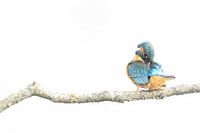 Kingfisher high key
