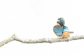 Eisvogel Hochtaste von Marc van der Duin