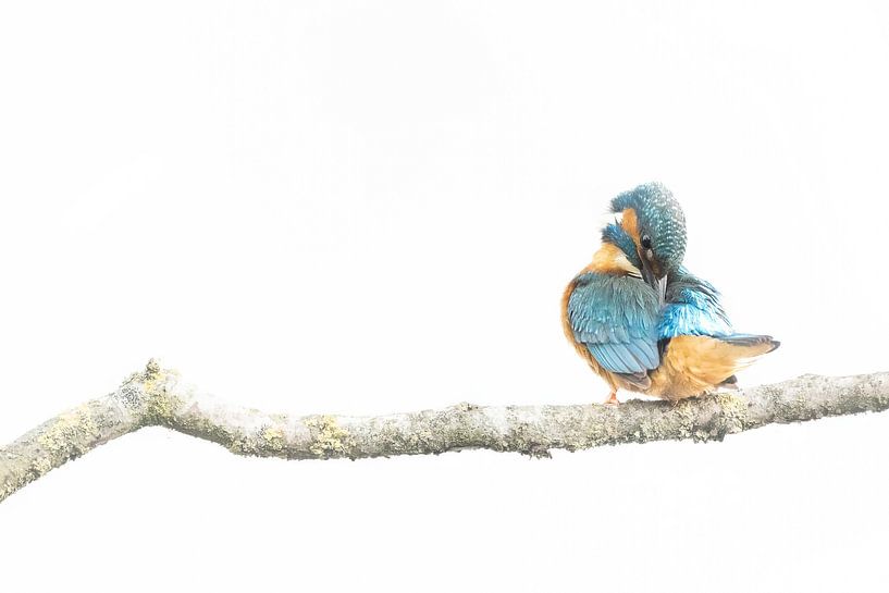 Kingfisher high key par Marc van der Duin