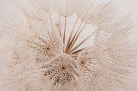The missing fluff: A morning star (Tragopogon) with water droplets by Marjolijn van den Berg
