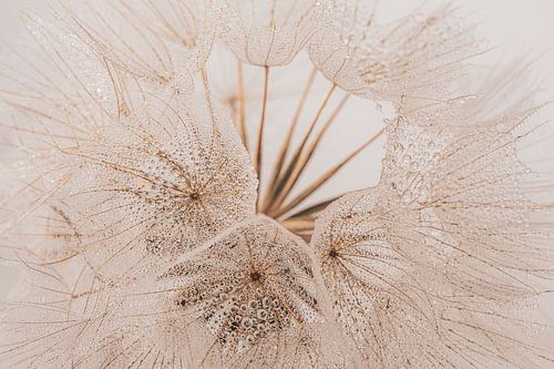 Het ontbrekende pluisje: Een morgenster (Tragopogon) met waterdruppeltjes
