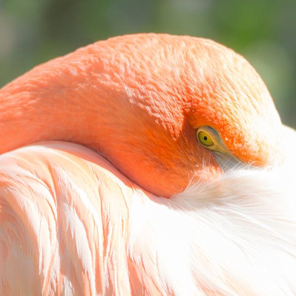 Flamengo by Scholtes Fotografie