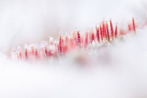 Haariges Moos im Schnee von Danny Slijfer Natuurfotografie