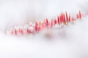 Ruighaarmos in de sneeuw van Danny Slijfer Natuurfotografie