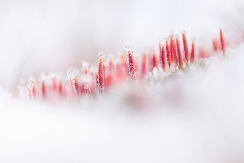 Ruighaarmos in de sneeuw