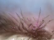 Pink lights by Kvinne Fotografie thumbnail
