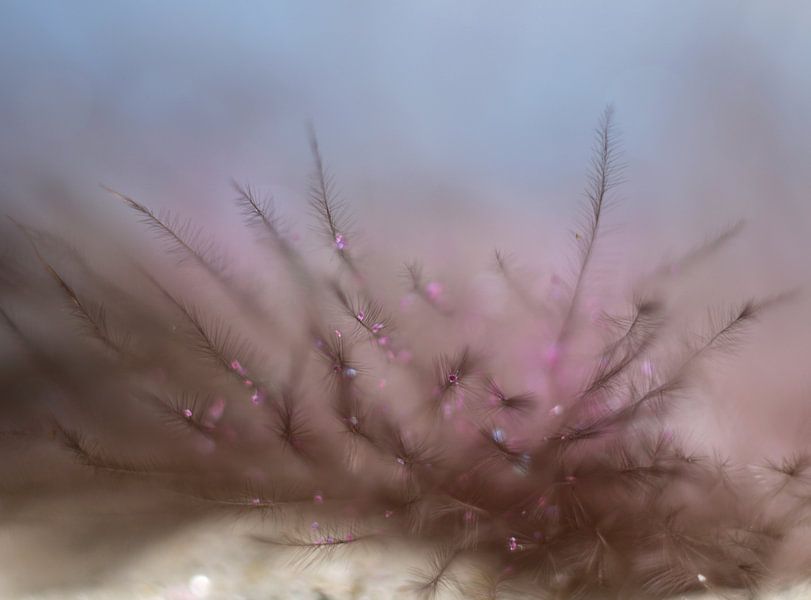 Pink lights by Kvinne Fotografie