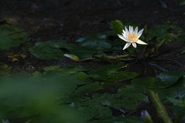 Weiße Seerose von Rudolfo Dalamicio