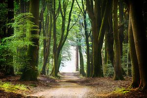 Een rustgevend pad door het bos van Rigo Meens