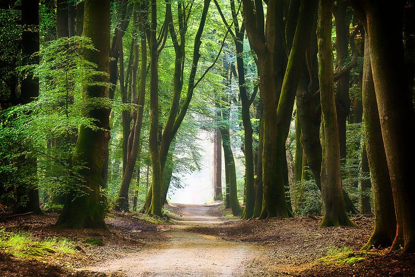 Un chemin apaisant à travers la forêt par Rigo Meens