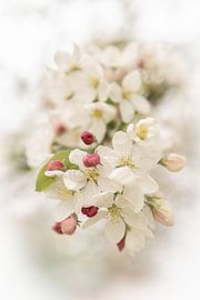 A mild spring by zoja.studio