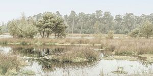 Naturschutzgebiet im ruhigen Morgenlicht. Oisterwijk.