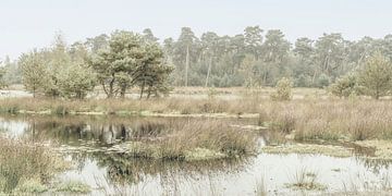 Natuurgebied in sereen ochtendlicht. Oisterwijk. van Alie Ekkelenkamp