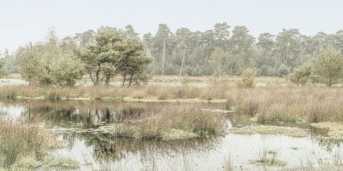 Réserve naturelle dans la lumière sereine du matin. Oisterwijk.