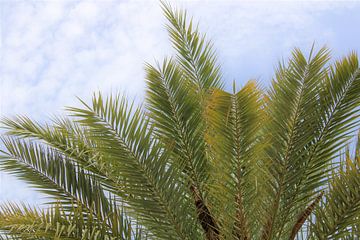 Feuilles de palmier vertes sur Lisa Bechtel