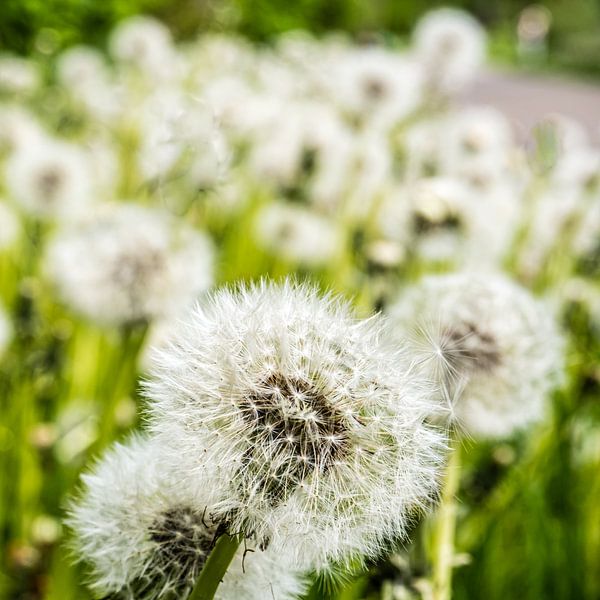 Dandelion by Dieter Walther