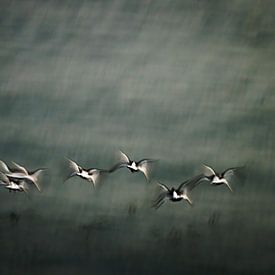 Fly away by Linda Raaphorst
