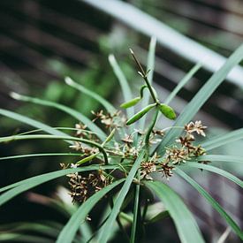 Botanische Plant - Ballerina van Anne Unverzagt