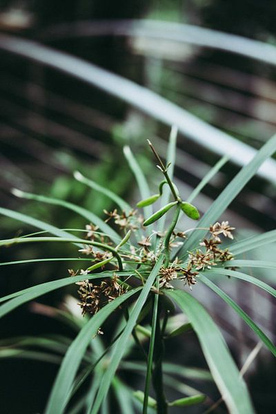 Botanische Pflanze - Ballerina von Anne Unverzagt