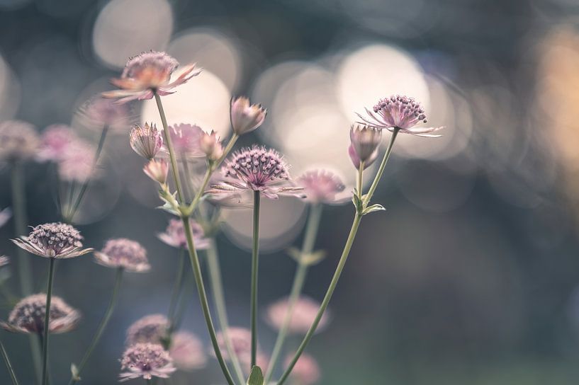 bloemen part 216 van Tania Perneel