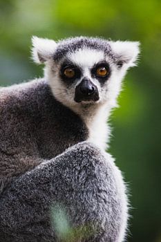 Ringschwanzlemur Porträt