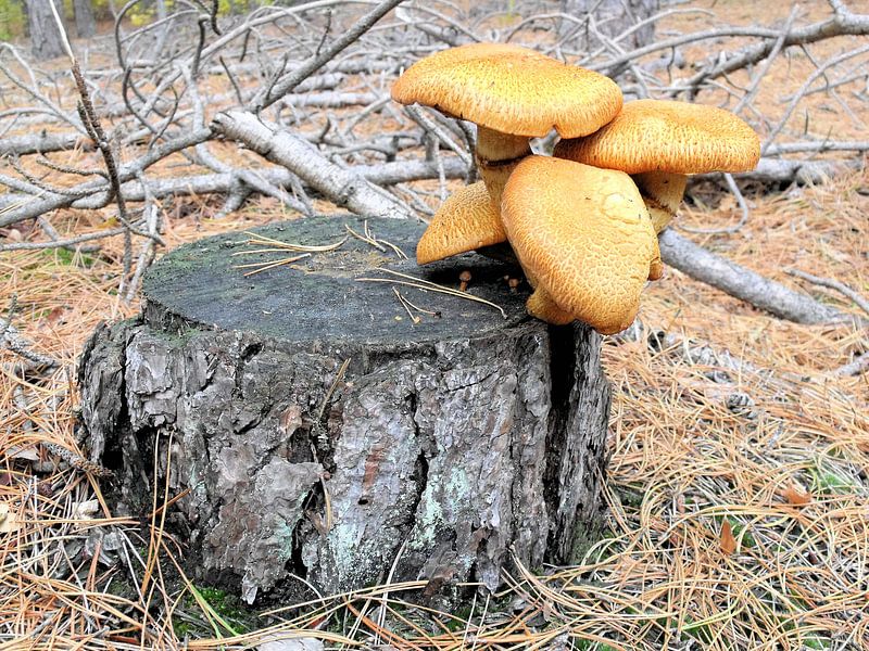 Paddenstoel op een boomstam in het bos. by Il se