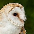 Owl - Tyto alba par Rob Smit Aperçu