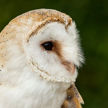 Owl - Tyto alba