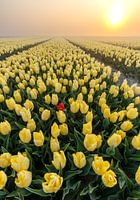 Gelbe Tulpen und eine verirrte rote Tulpe