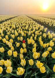 Yellow tulips and a stray red one