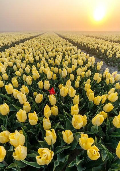 Yellow tulips and a stray red one by Vivianne Molenaar-Seinen