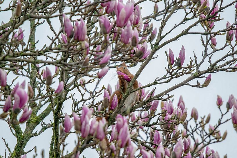 Magnolien zum Frühstück von Sven Frech