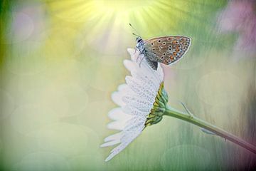 Vlinder ontwaakt op een bloem van Francis Dost
