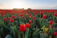 Champs de floraison des tulipes rouges pendant le coucher du soleil en Hollande par Sjoerd van der Wal Photographie Aperçu