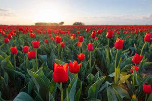 Felder der blühenden roten Tulpen während des Sonnenuntergangs in Holland