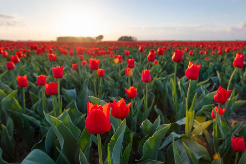 Champs de floraison des tulipes rouges pendant le coucher du soleil en Hollande par Sjoerd van der Wal Photographie