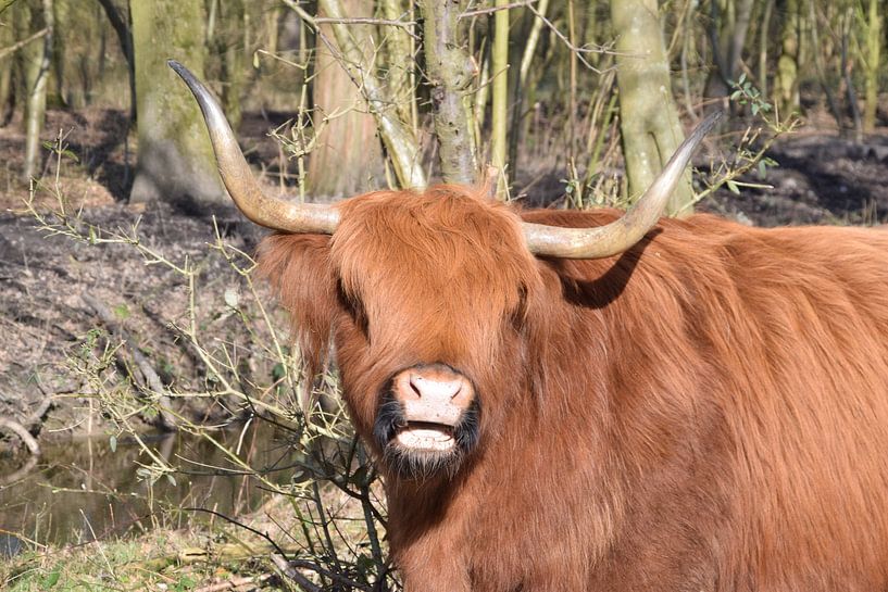 Scottish Highlander by Fendo Pater