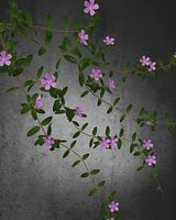 Vinca_minor_HMS