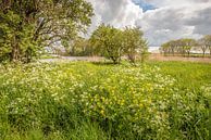 Uitbundig bloeiende wilde planten en grassen in het voorjaar van Ruud Morijn thumbnail