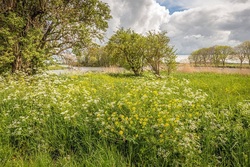 Üppig blühende Wildpflanzen und Gräser im Frühling von Ruud Morijn