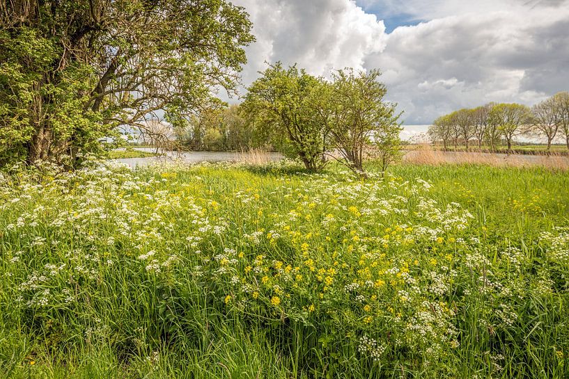 Exuberantly flowering wild plants and grasses in spring by Ruud Morijn